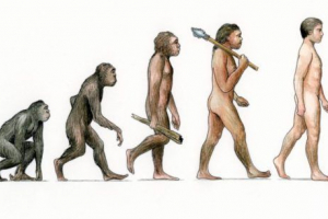 Dlaczego małpy nie ewoluują w człowieku Dlaczego małpy nie ewoluują w człowieku